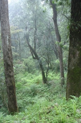 Forest clearings